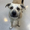 Big Dawg - Photo 1