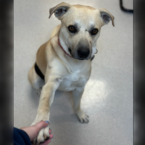 BIG DAWG - Shepherd / Great Pyrenees available for adoption