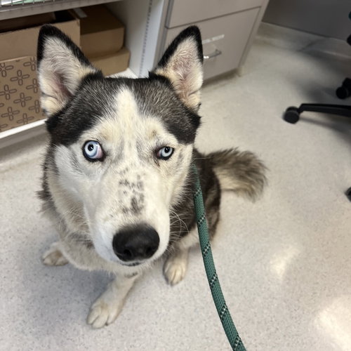 picture of the dog needing adoption