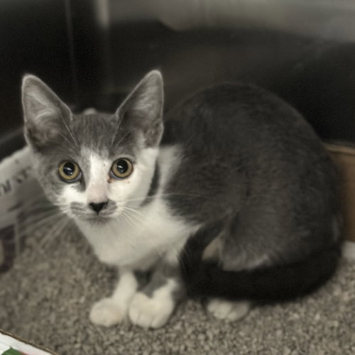 picture of the cat needing adoption