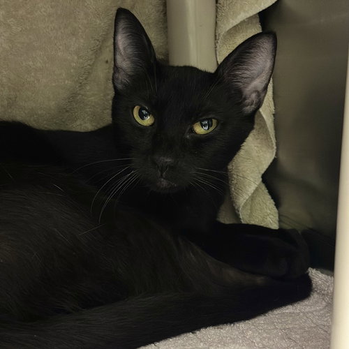 picture of the cat needing adoption
