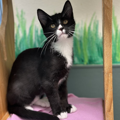 picture of the cat needing adoption