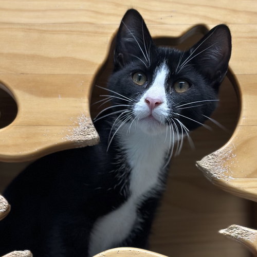picture of the cat needing adoption