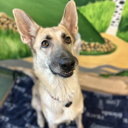 picture of the dog needing adoption