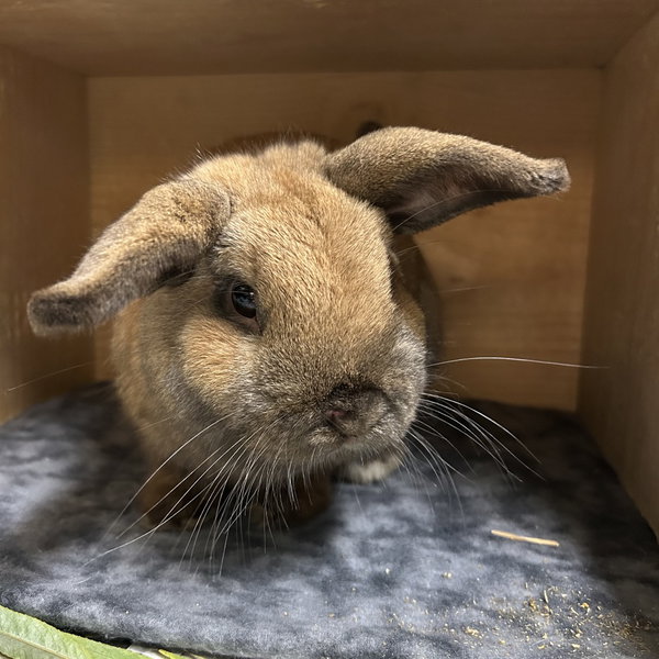 Cadbury