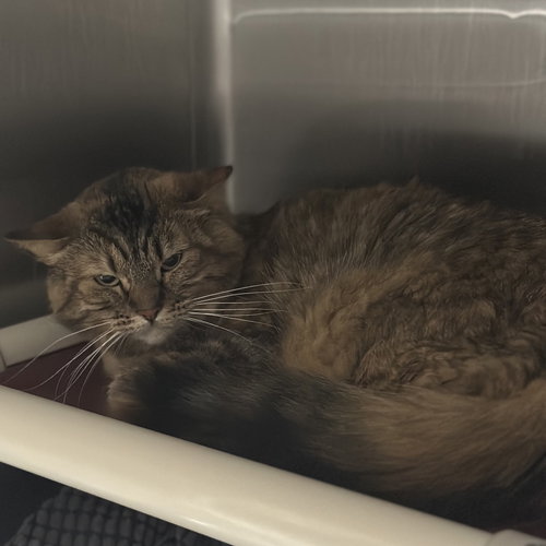 Penny & Tidy Dye, Adult Domestic Medium Hair (medium coat), cat for adoption in Rohnert Park, California