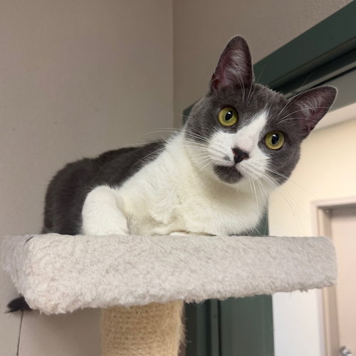 Rainbow Roll, Adult Domestic Short Hair (short coat), cat for adoption in Rohnert Park, California