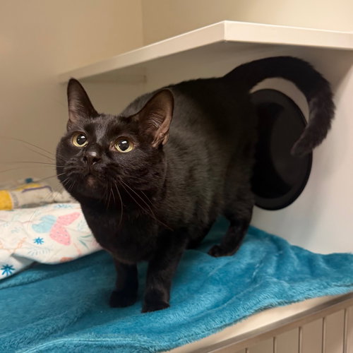 Jasmin, Adult Domestic Short Hair (short coat), cat for adoption in Rohnert Park, California