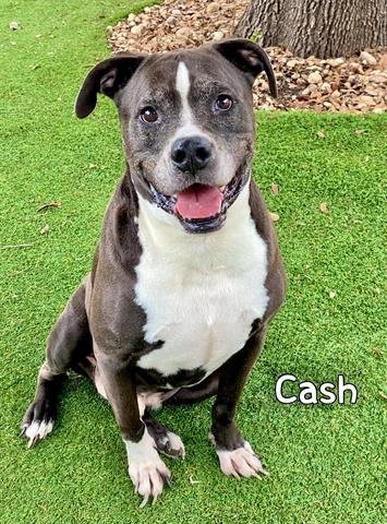 adoptable Dog in Fort Myers, FL named CASH