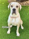 adoptable Dog in fort myers, FL named ASHLEY