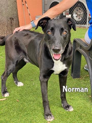 adoptable Dog in Fort Myers, FL named NORMAN