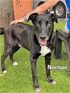 adoptable Dog in  named NORMAN