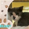 adoptable Cat in fort myers, fl, FL named BRANDY