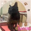 adoptable Cat in fort myers, fl, FL named CASSIDY