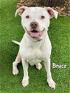 adoptable Dog in fort myers, fl, FL named BRUCE