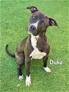 adoptable Dog in  named DUKE
