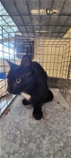 adoptable Cat in fort myers, fl, FL named BUNNY