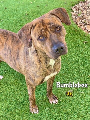 adoptable Dog in Fort Myers, FL named BUMBLEBEE