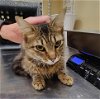 adoptable Cat in fort myers, FL named ABBY
