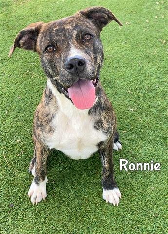 adoptable Dog in Fort Myers, FL named RONNIE