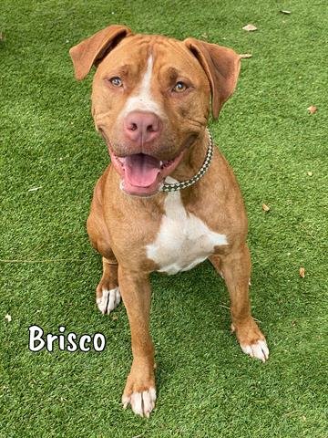 adoptable Dog in Fort Myers, FL named BRISCO
