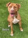 adoptable Dog in , FL named BRISCO