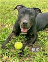 adoptable Dog in , FL named BUD