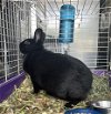 adoptable Rabbit in , FL named BONNIE