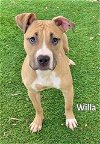 adoptable Dog in  named WILLA
