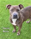 adoptable Dog in  named CARRIE BERRY