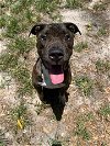 adoptable Dog in , FL named BIGGIE