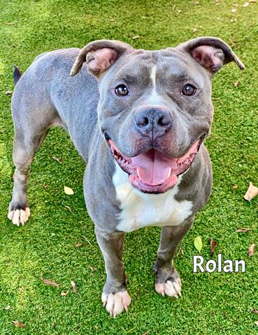 adoptable Dog in Fort Myers, FL named ROLAN