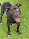 adoptable Dog in Fort Myers, FL named ONYX