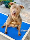 adoptable Dog in Fort Myers, FL named CHERRY