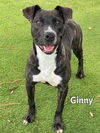 adoptable Dog in Fort Myers, FL named GINNY