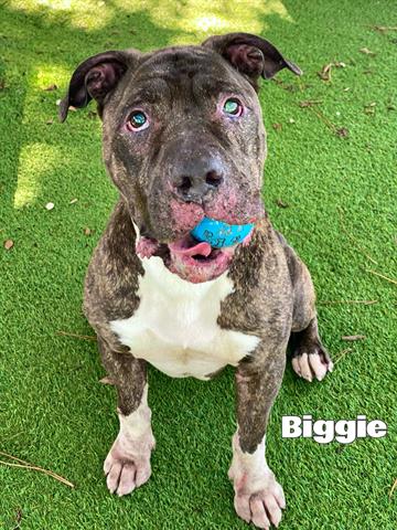 adoptable Dog in Fort Myers, FL named BIGGIE