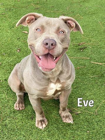 adoptable Dog in Fort Myers, FL named EVE