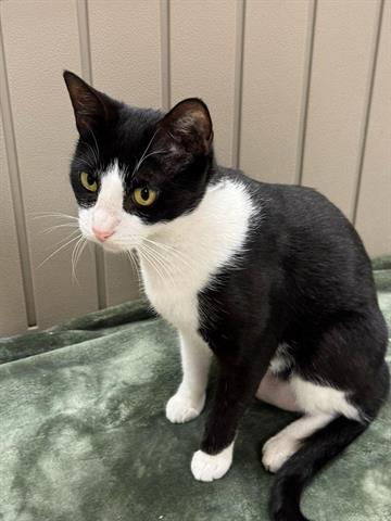 adoptable Cat in Fort Myers, FL named MOO