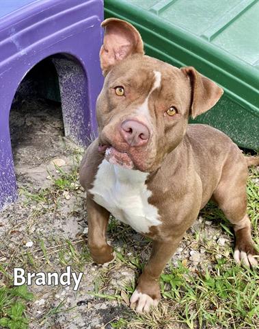 adoptable Dog in Fort Myers, FL named BRANDY