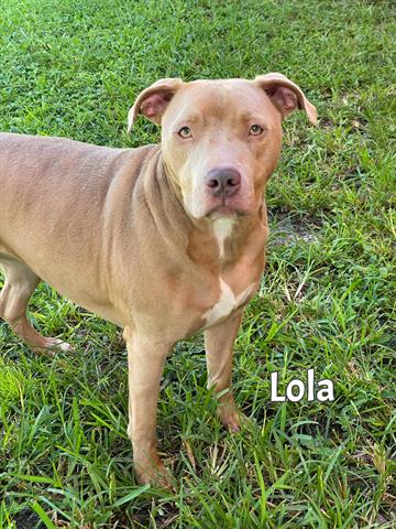 adoptable Dog in Fort Myers, FL named LOLA