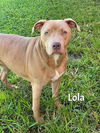 adoptable Dog in Fort Myers, FL named LOLA