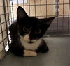 adoptable Cat in Fort Myers, FL named LEROY