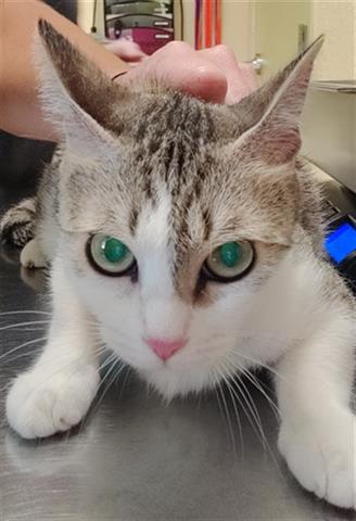 adoptable Cat in Fort Myers, FL named JADE