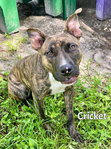 adoptable Dog in Fort Myers, FL named CRICKET