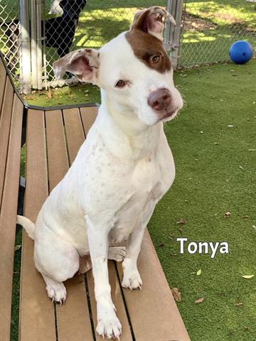 adoptable Dog in Fort Myers, FL named TONYA