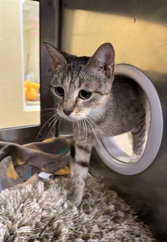 adoptable Cat in Fort Myers, FL named NINA