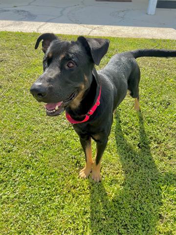 adoptable Dog in Fort Myers, FL named HUGO