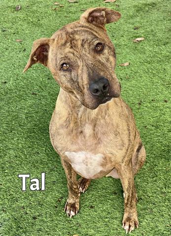 adoptable Dog in Fort Myers, FL named TAL