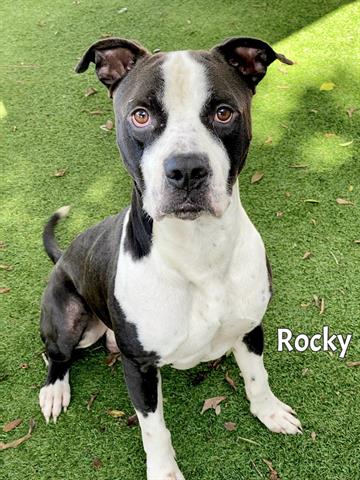 adoptable Dog in Fort Myers, FL named ROCKY