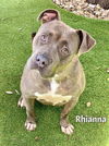 adoptable Dog in Fort Myers, FL named RIHANNA